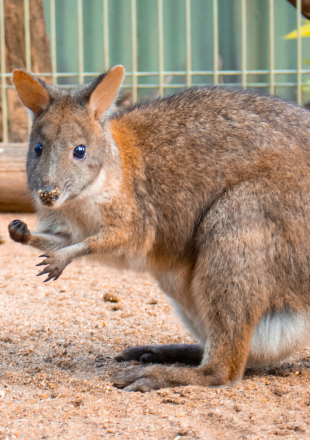 Sydney Wildlife