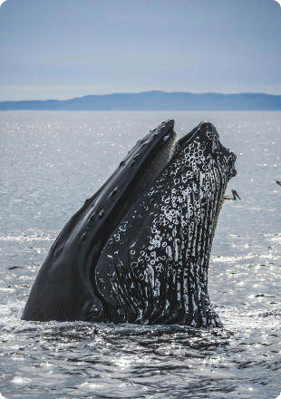 Whale Watching