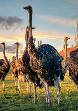 Ostrich Farm